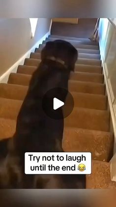 the dog is walking down the stairs with his owner