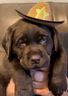 a brown puppy wearing a cowboy hat on top of his head while sitting on a couch