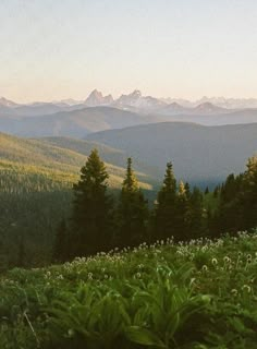 the mountains are covered in green plants and trees with snow capped peaks in the distance