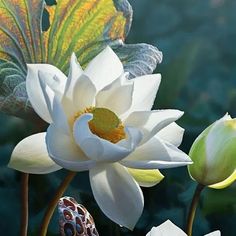 two white flowers with green leaves in front of a blue background and another flower on the other side