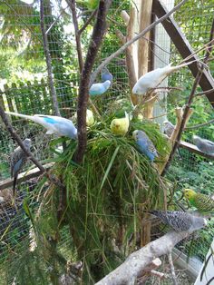 several birds are perched on top of a nest in a caged area with grass