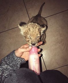 a person holding a bottle with a baby cheetah in it's mouth