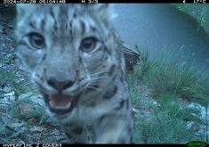 a close up of a snow leopard on the ground