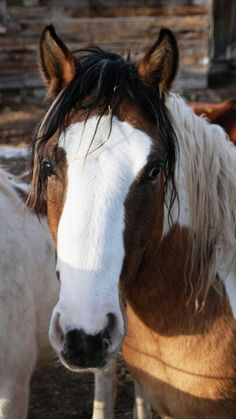 two brown and white horses standing next to each other