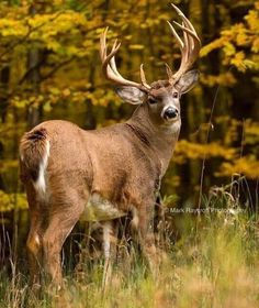 a deer with antlers standing in tall grass next to some trees and yellow leaves