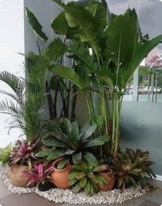 there are many plants in the potted planter