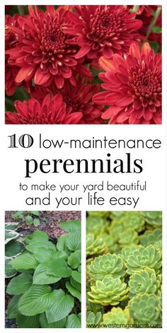 red flowers and green plants with the words 10 low maintenance perennials to make your yard beautiful