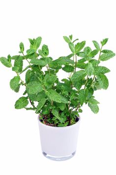 a potted plant with green leaves in it