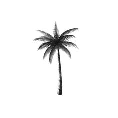 a black and white photo of a palm tree with no leaves on the bottom half