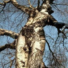 a tall tree with no leaves on it's branches in front of a blue sky