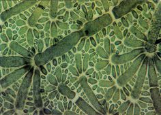 a close up view of an animal's skin with green and white patterns on it