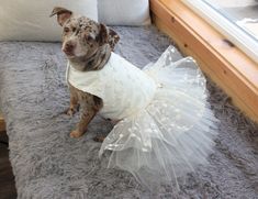 a dog wearing a dress sitting on top of a gray rug next to a window