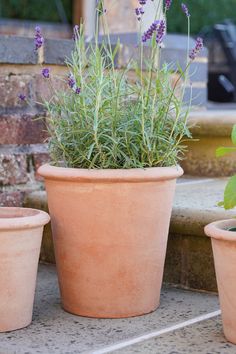 three potted plants sitting next to each other in front of a brick wall and steps