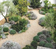 a garden with lots of plants and trees