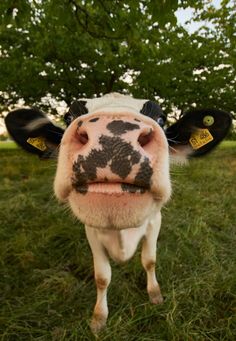 a cow with black and white spots on it's face standing in the grass