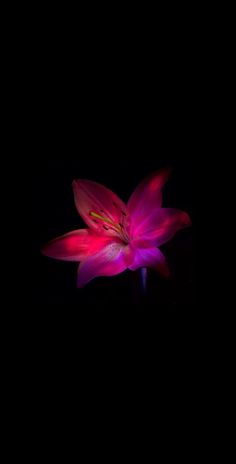 a pink flower is lit up in the dark