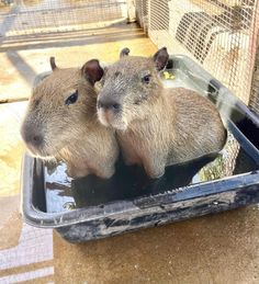 two capybaras are sitting in a water trough