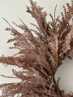 some brown plants on a white wall