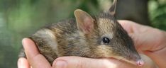 a person holding a small animal in their hands