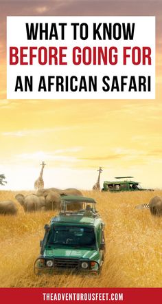 an african safari with cars and giraffes in the background text reads, what to know before going for an african safari