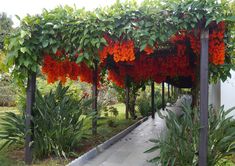 an outdoor covered walkway with red flowers and greenery