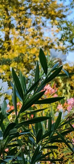 white flowers and green leaves in front of some trees with blue sky behind them on a sunny day