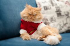 a cat sitting on top of a blue couch wearing a red shirt and white pants