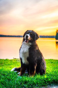 a dog is sitting in the grass near water