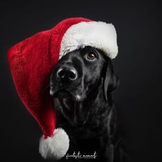 a black dog wearing a red santa hat