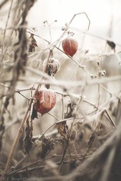 an apple tree with some fruit hanging from it's branches in the fall or winter