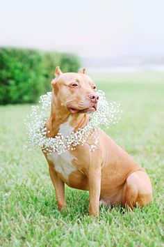 a brown dog sitting on top of a lush green field covered in small white flowers