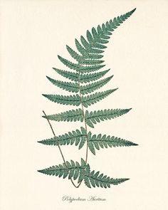 a drawing of a fern leaf on a white background