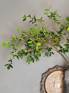 a potted plant sitting on top of a table next to a vase with leaves