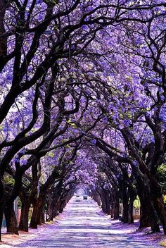 the road is lined with trees and purple flowers