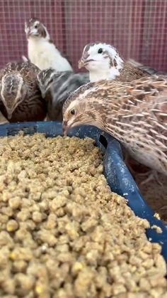 three birds sitting on top of a blue bowl filled with bird food and water next to each other