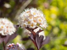 some white flowers are blooming in the sun