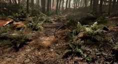 a path in the woods with lots of trees and plants on it's side