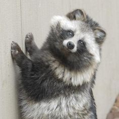 a small raccoon standing on its hind legs up against the side of a wall