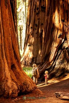 a person with a backpack standing in the middle of a forest next to large trees