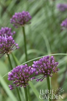 purple flowers are blooming in the garden