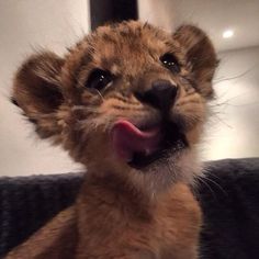 a baby lion cub sticking its tongue out