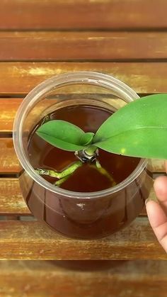 a person holding a green leaf over a cup of liquid on top of a wooden table