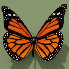 an orange and black butterfly with white dots on it's wings is casting a shadow