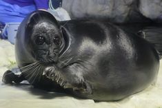 a baby seal laying on top of a white blanket