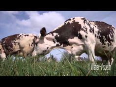 two brown and white cows grazing on grass