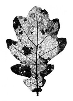 a black and white photo of a leaf