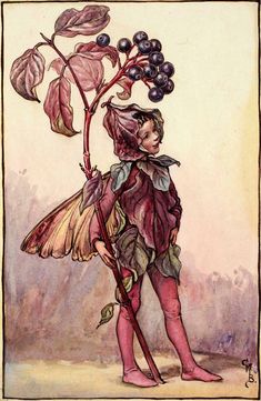 a drawing of a fairy holding a branch with berries on it