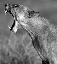 a black and white photo of a lion yawning