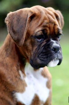 a brown and white dog sitting on top of a lush green field