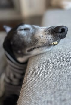 a dog is laying on the couch wearing a sweater